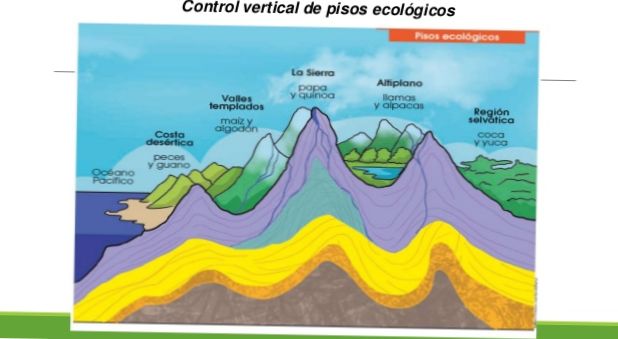 ¿PARA QUÉ SERVÍA EL CONTROL VERTICAL DE LOS PISOS ECOLÓGICOS?